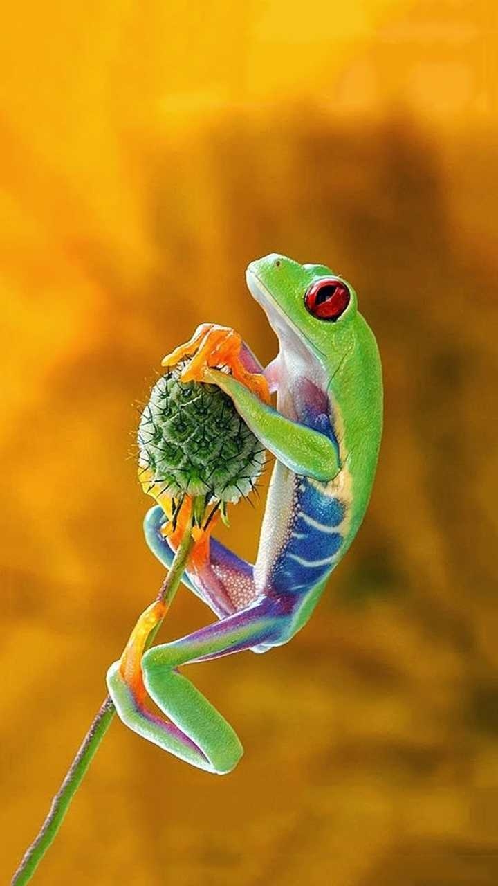 720x1280 Frog Wallpaper IPhone, Phone