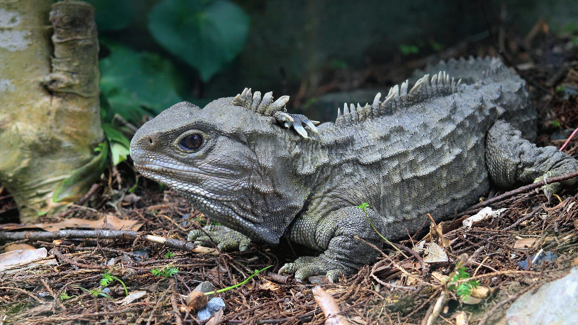 1920x1080 Tuatara. San Diego Zoo Animals & Plants, Desktop