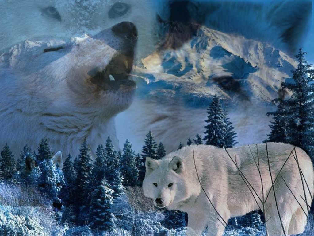 1030x770 Wolves Howl Wallpaper and Picture Items, Desktop