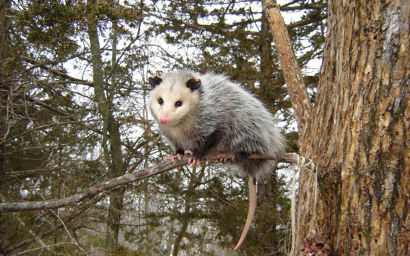 1600x1000 Free Opossum Wallpaper download, Desktop