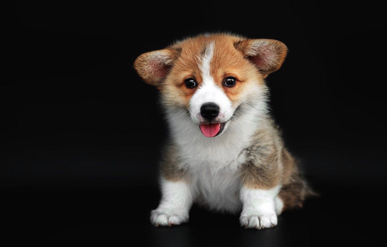 1340x850 Wallpaper language, pose, dog, cute, puppy, black background, face, sitting, Corgi, Welsh Corgi image for desktop, section собаки, Desktop