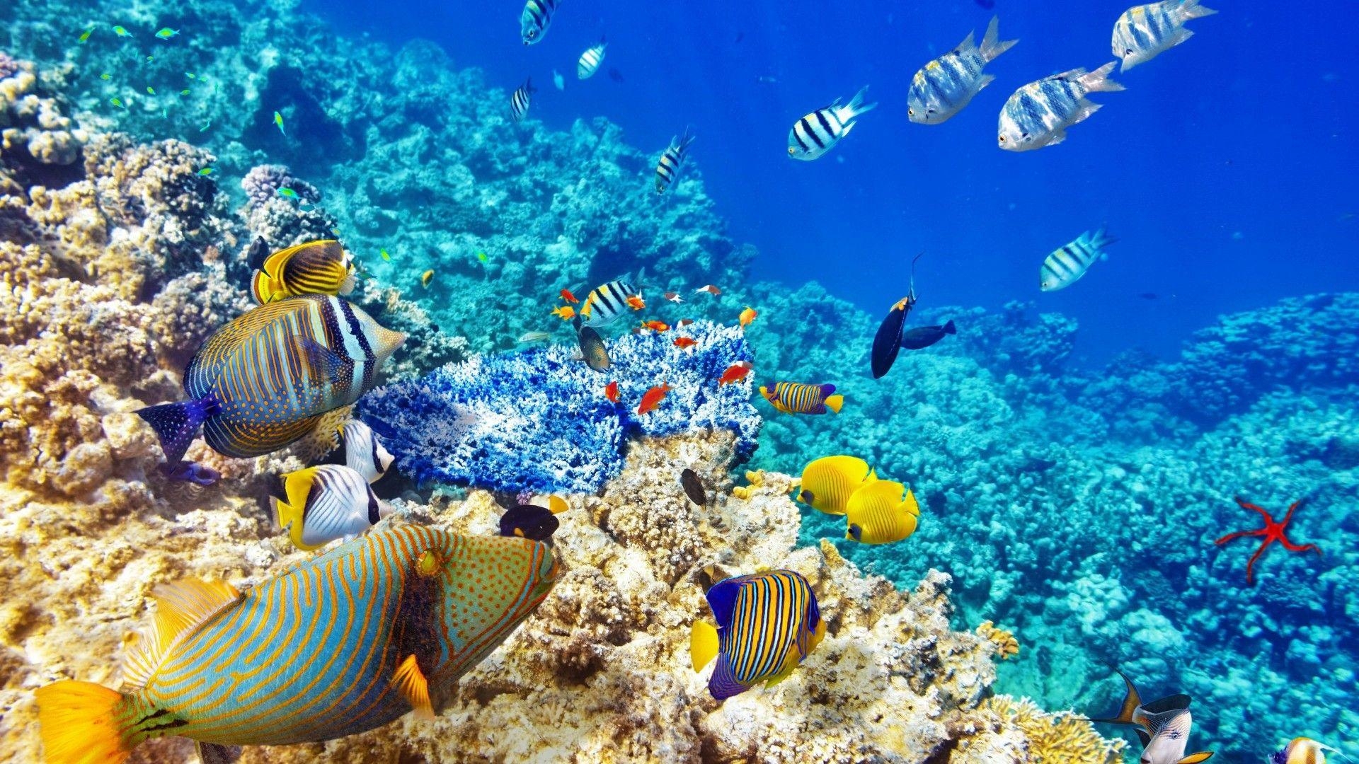 1920x1080 Colorful Coral Reef Wallpaper. HD Wallpaper, Desktop