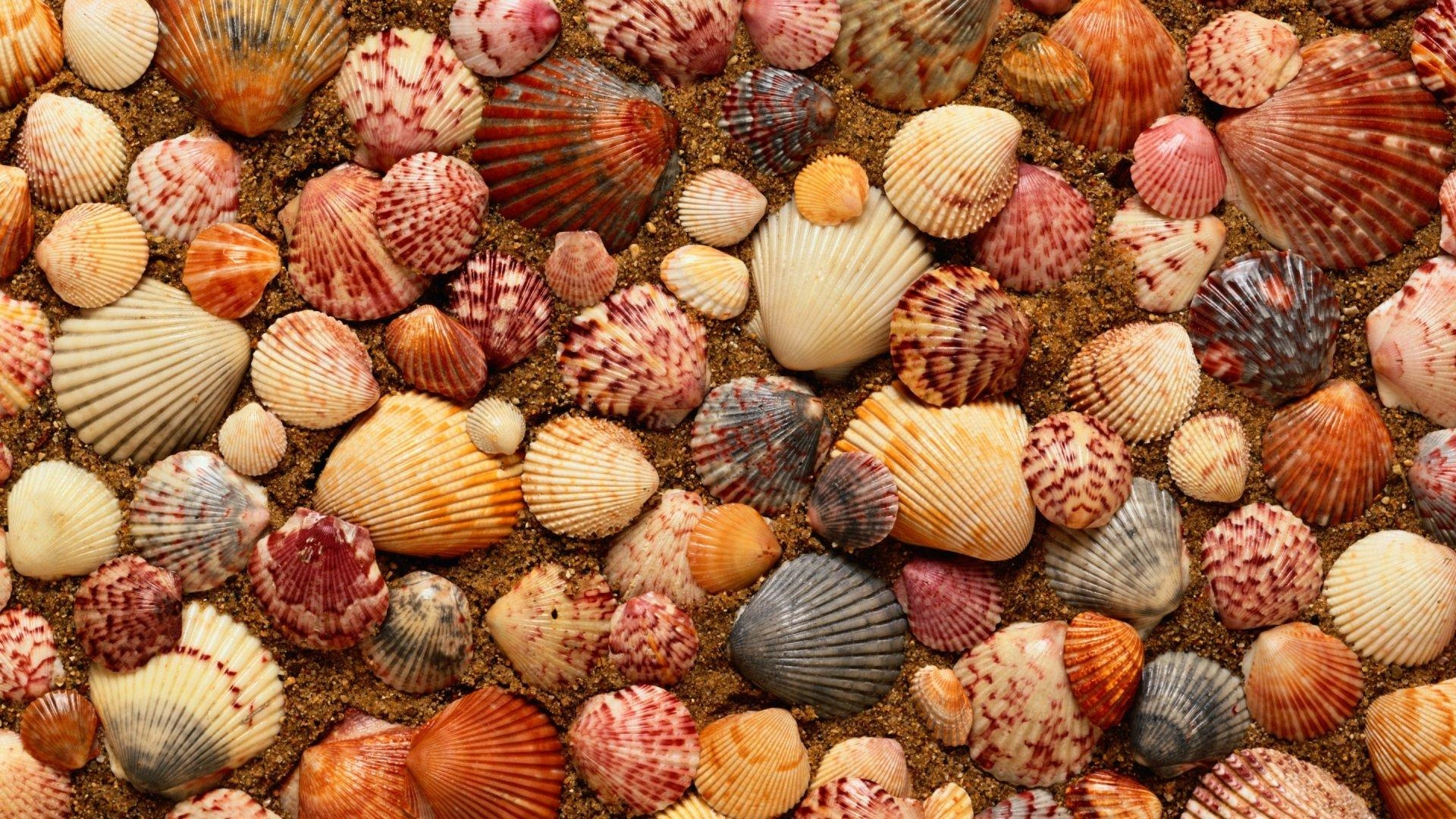 1920x1080 Download desktop wallpaper Clams Sand, Desktop