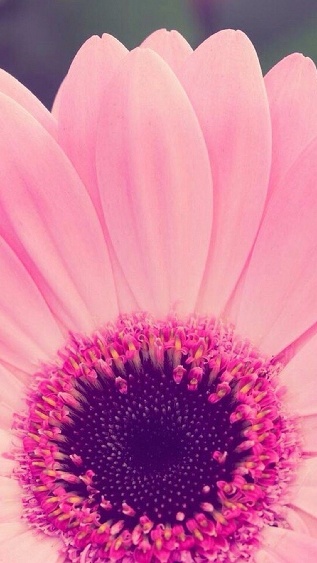 1080x1920 Flower Girly Wallpaper For Phones Cute Wallpaper, Phone