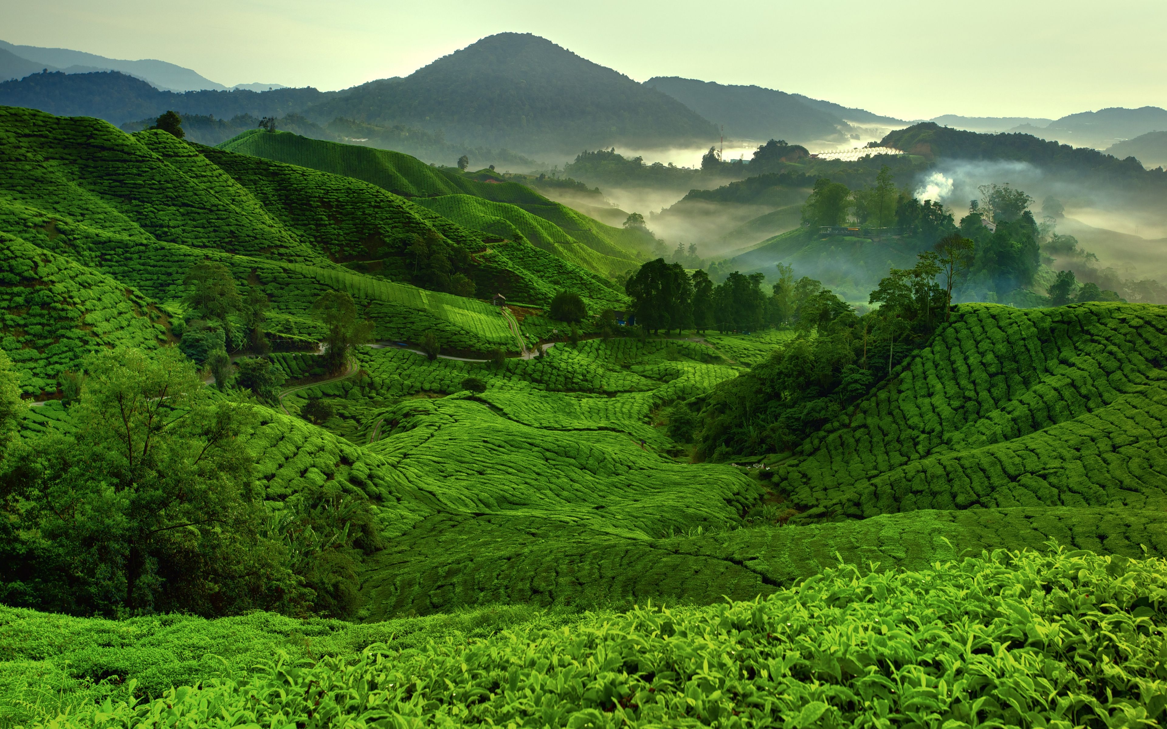 3840x2400 Download wallpaper 4k, Cameron Highlands, morning, tea plantations, Desktop