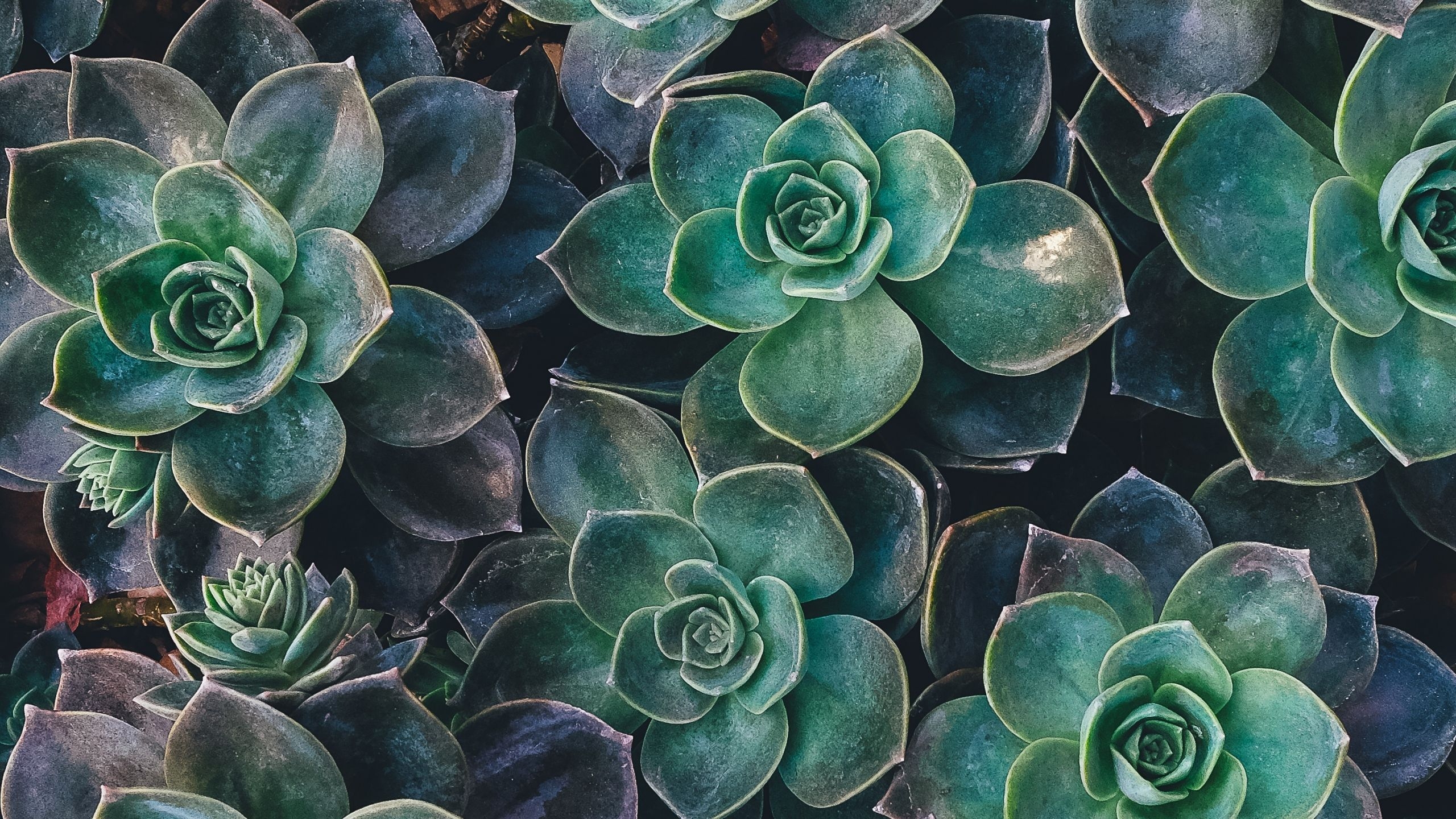 2560x1440 echeveria, succulents, plant desktop PC and Mac wallpaper, Desktop