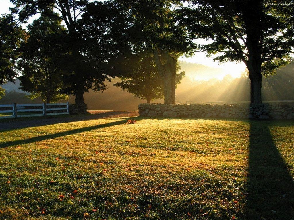 1030x770 Pin  Trees And Rays Desktop Pc Mac Wallpaper, Desktop