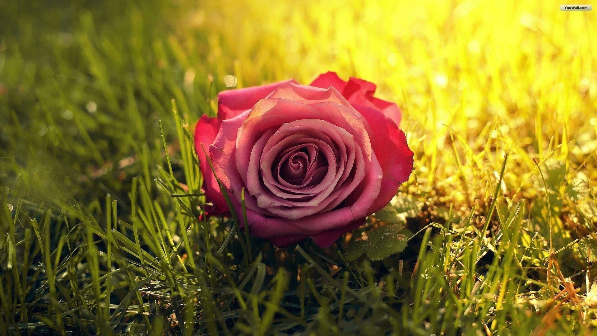 1920x1080 Pink Rose Flowers Wallpaper For Desktop HD Cool 7 HD Wallpaper, Desktop