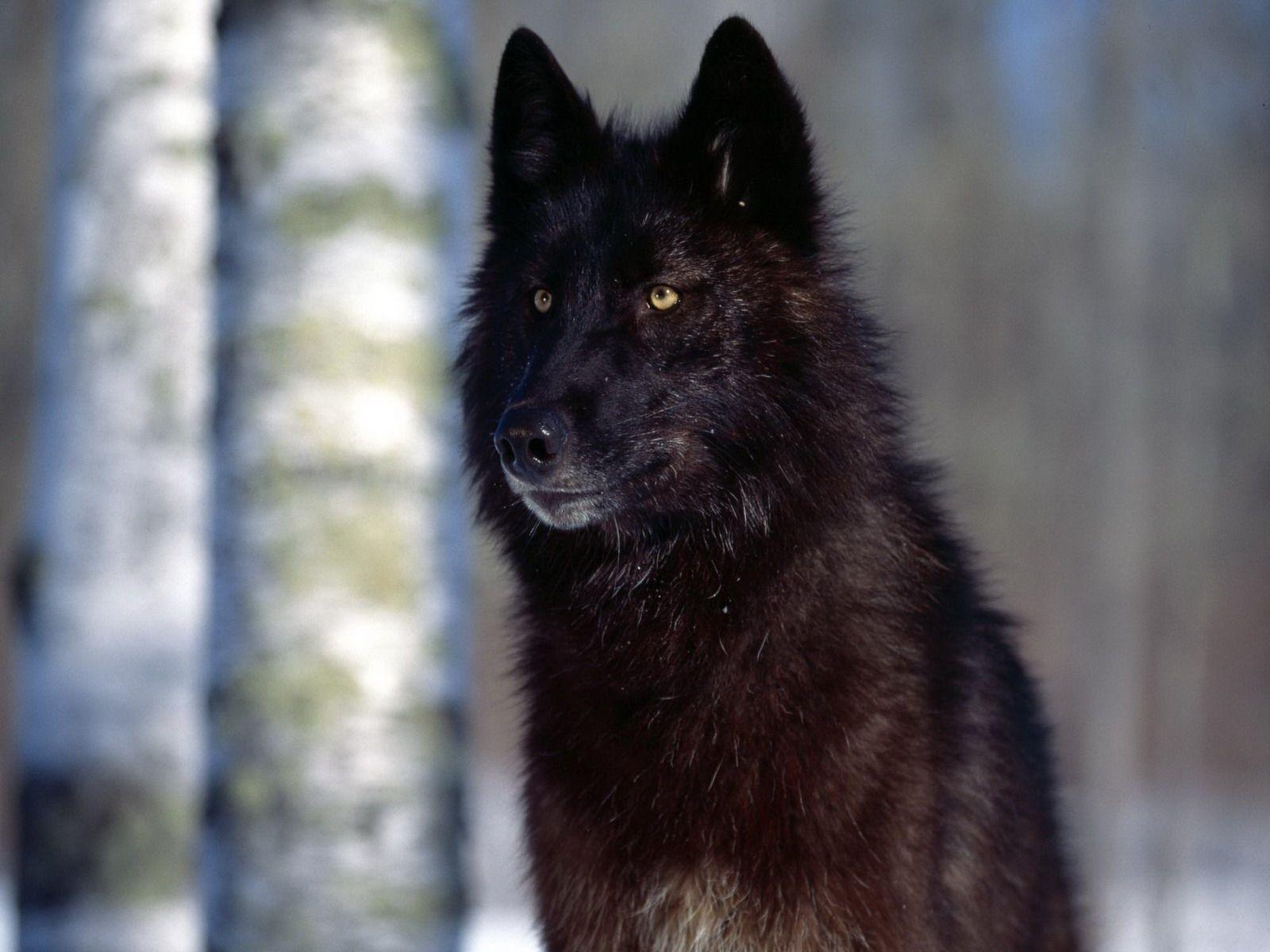 1600x1200 Black Wolf Wallpaper, Desktop