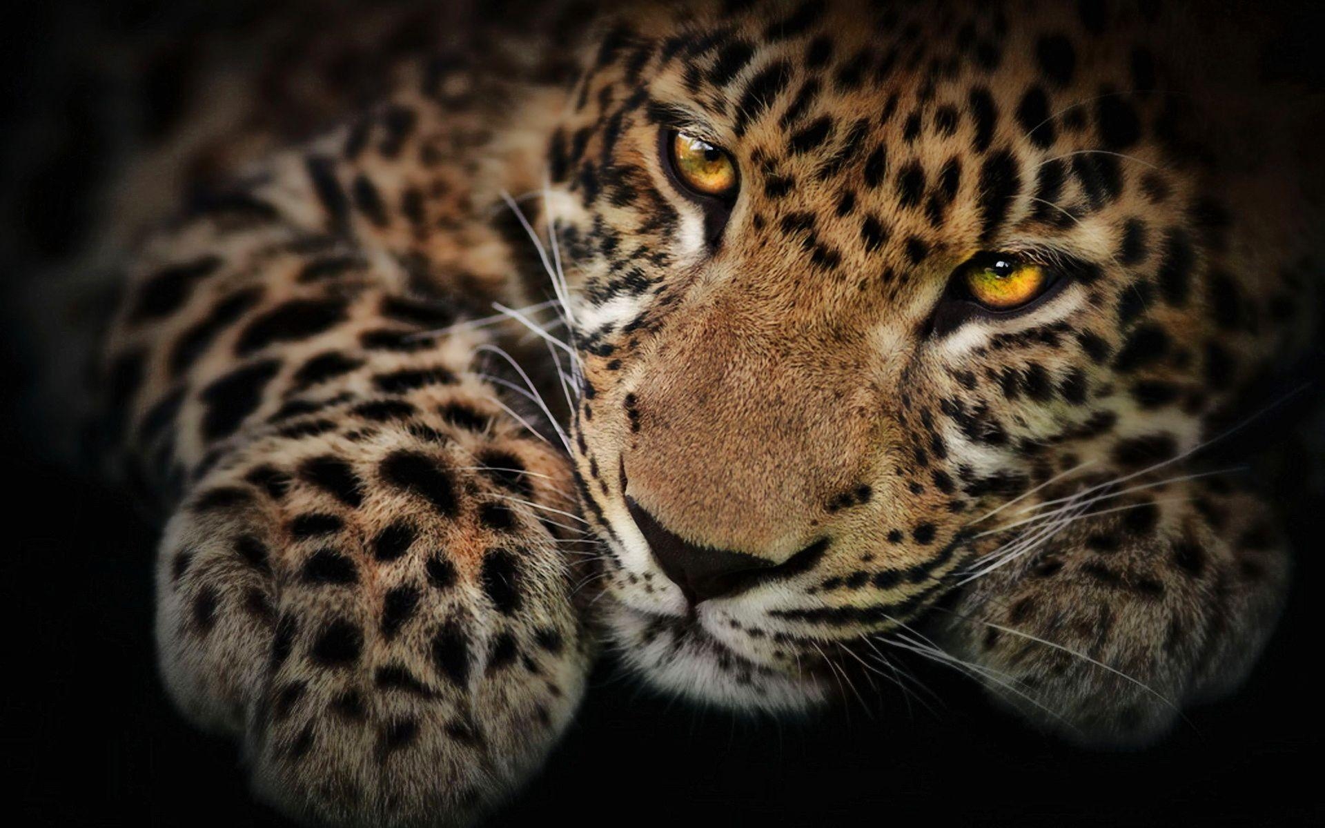 1920x1200 Jaguar Wallpaper Download, Desktop