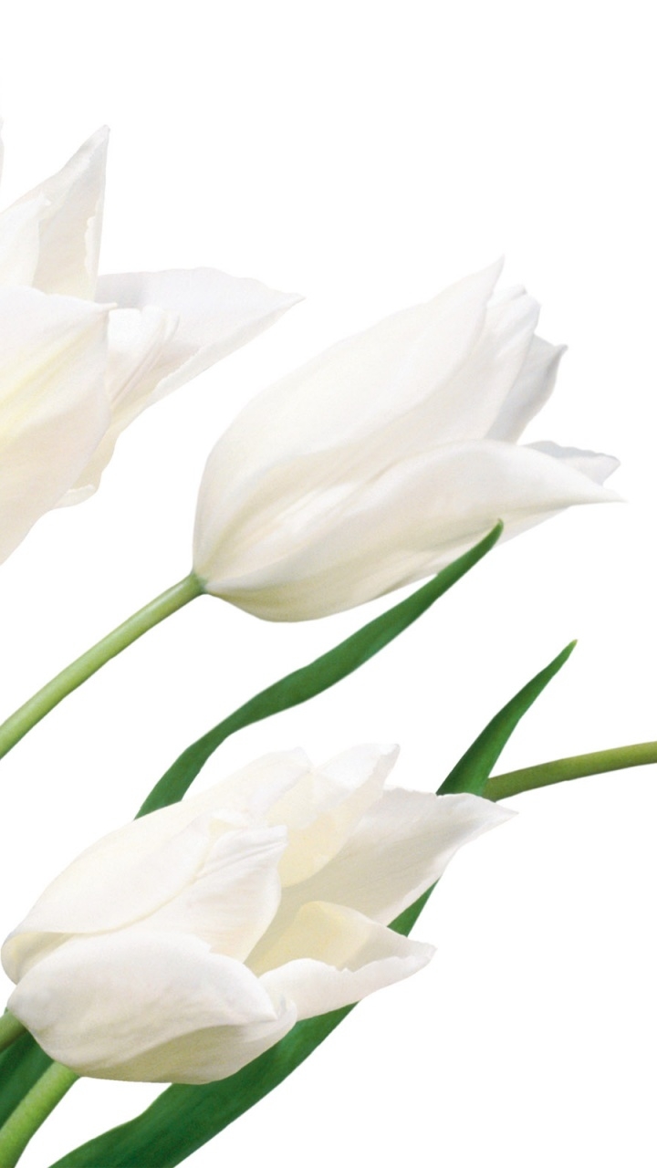 720x1280 White Tulips Htc one x wallpaper, Phone