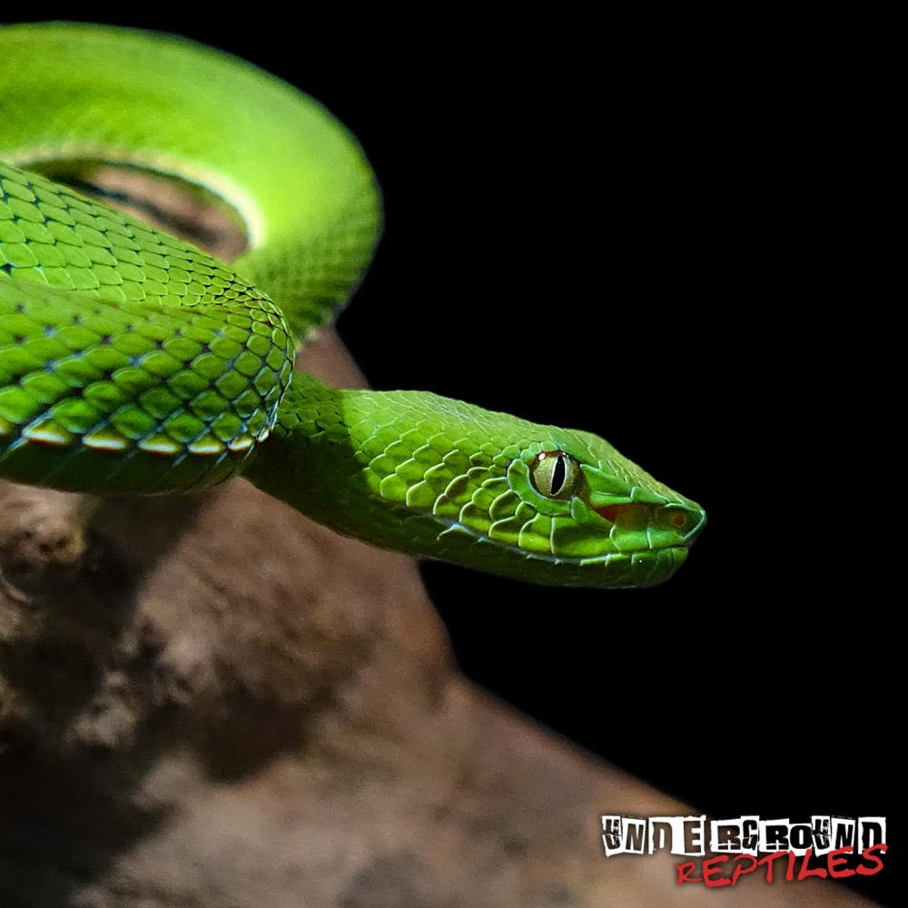 1000x1000 For Sale VOGELI'S BAMBOO PIT VIPER, Phone