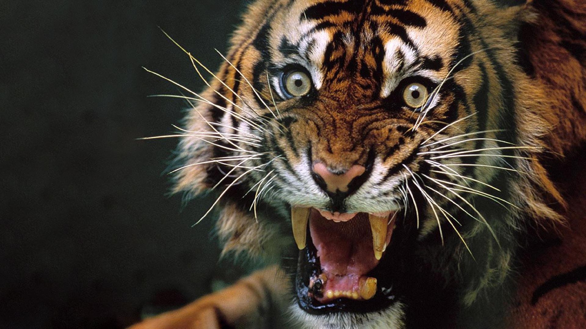 1920x1080 Angry Tiger HD Wallpaperx1080, Desktop