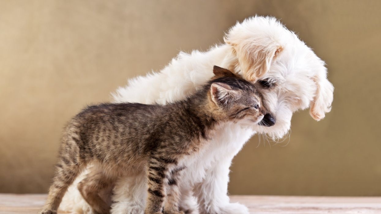 1250x700 Dog cat love pets animals wallpaperx1440, Desktop