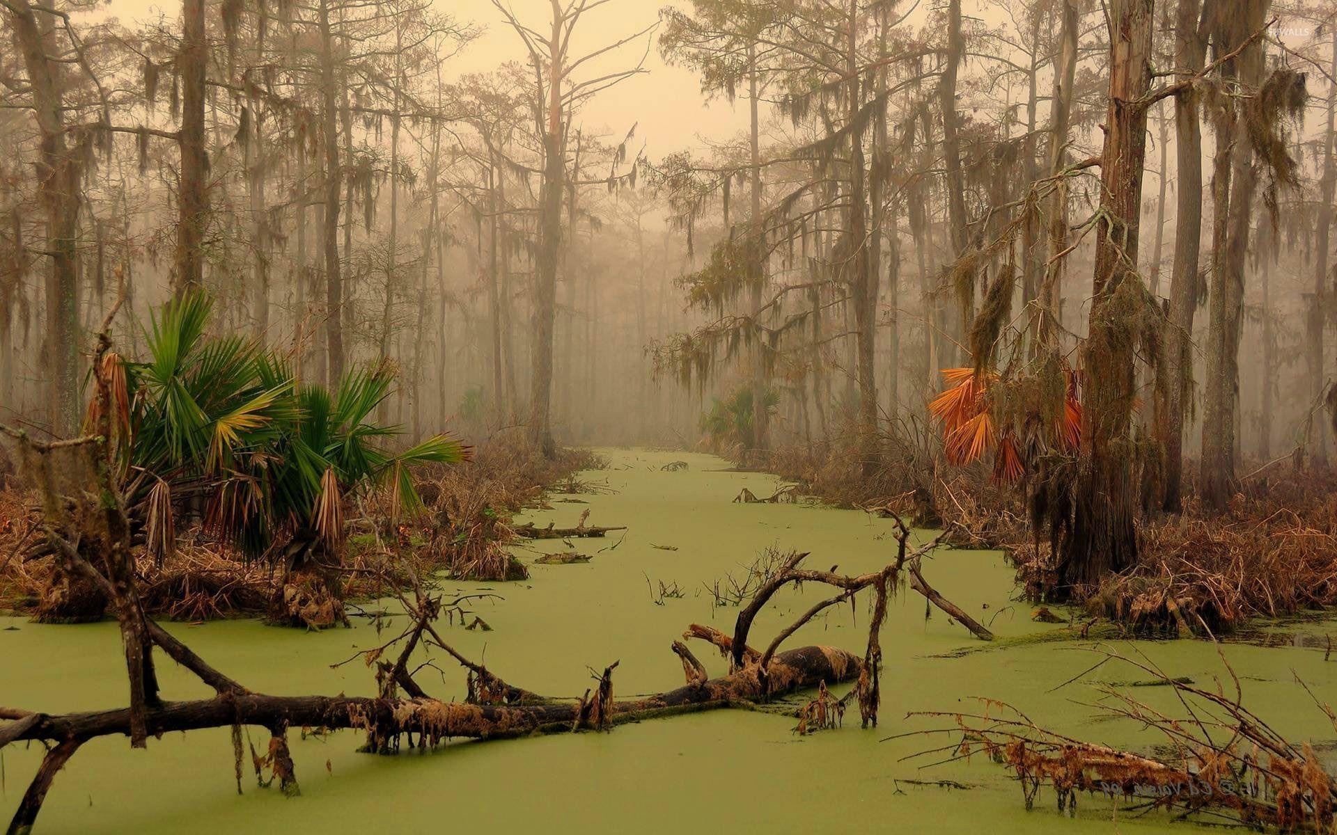 1920x1200 Louisiana swamp wallpaper wallpaper, Desktop