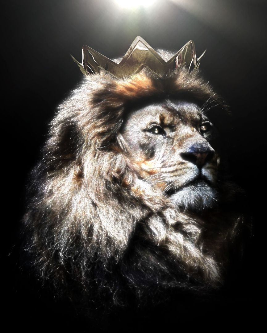 870x1080 Lion King. Lion photography, Lion picture, Lion painting, Phone