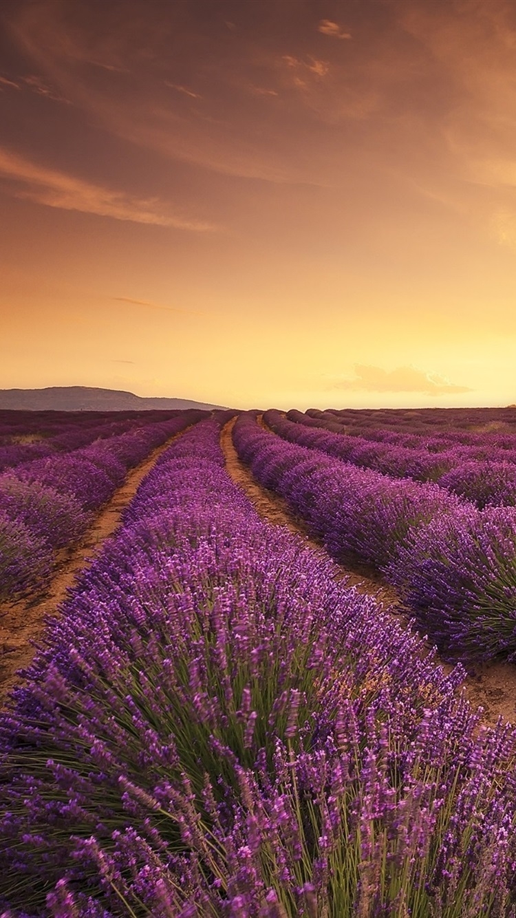 750x1340 Free download Lavender field sunset sun rays  iPhone 8766S [] for your Desktop, Mobile & Tablet. Explore Sunset Lavender Field Wallpaper. Lavender Color Wallpaper, Lavender Wallpaper, Lavender Background, Phone