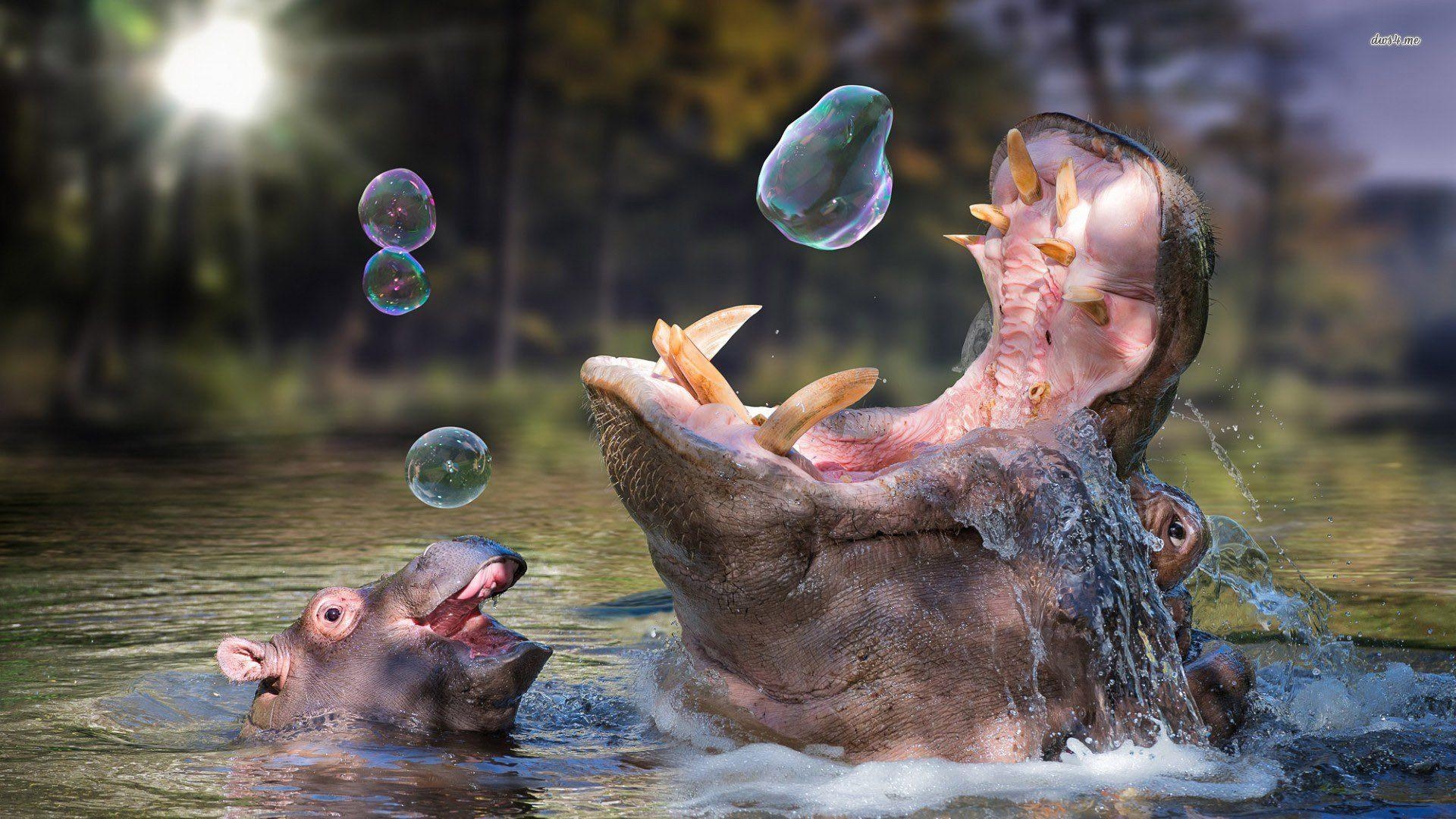 1920x1080 Hippopotamus Wallpaper  px, A81938, Desktop