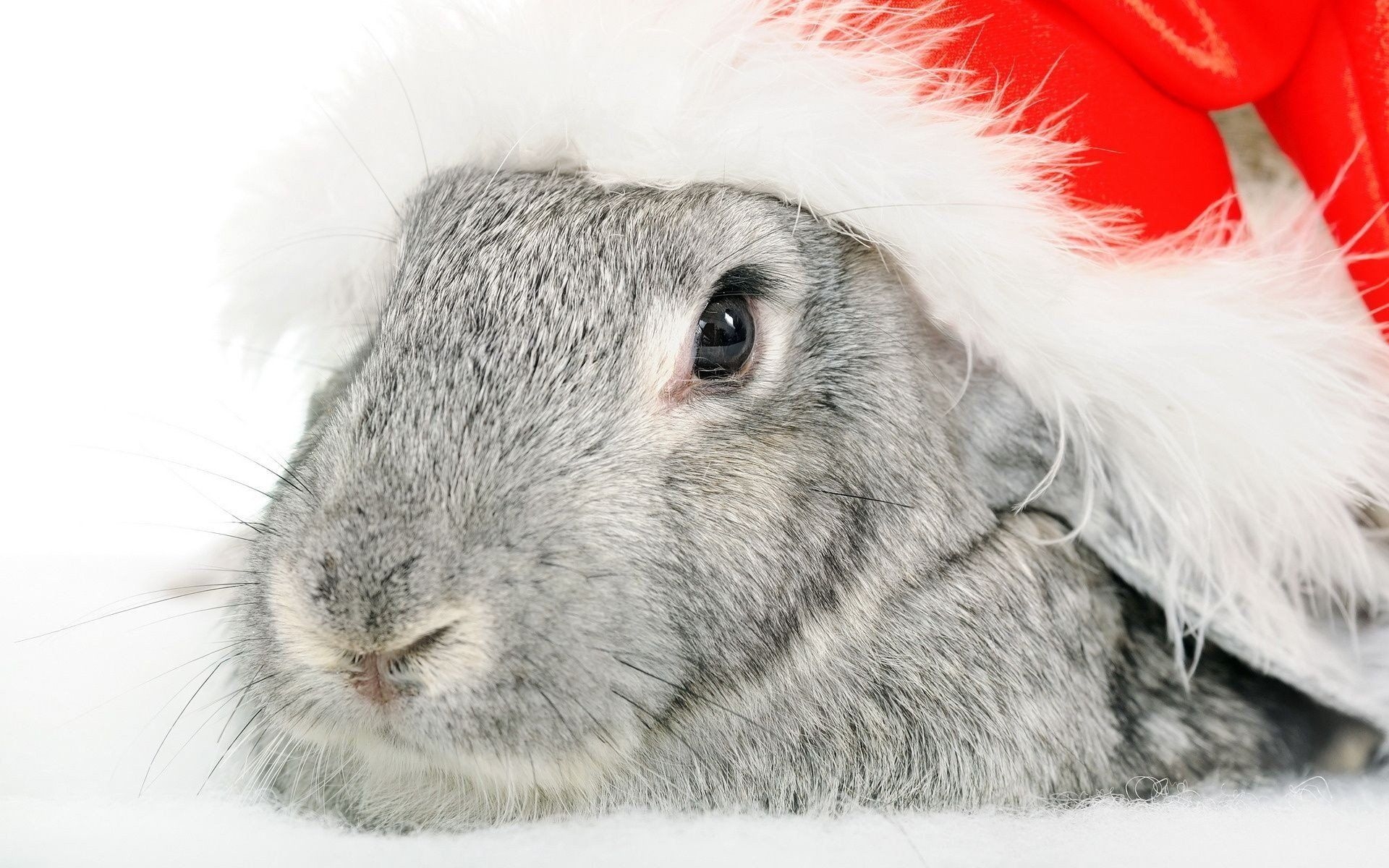 1920x1200 Bunny Christmas Wallpaper Free Bunny Christmas Background, Desktop