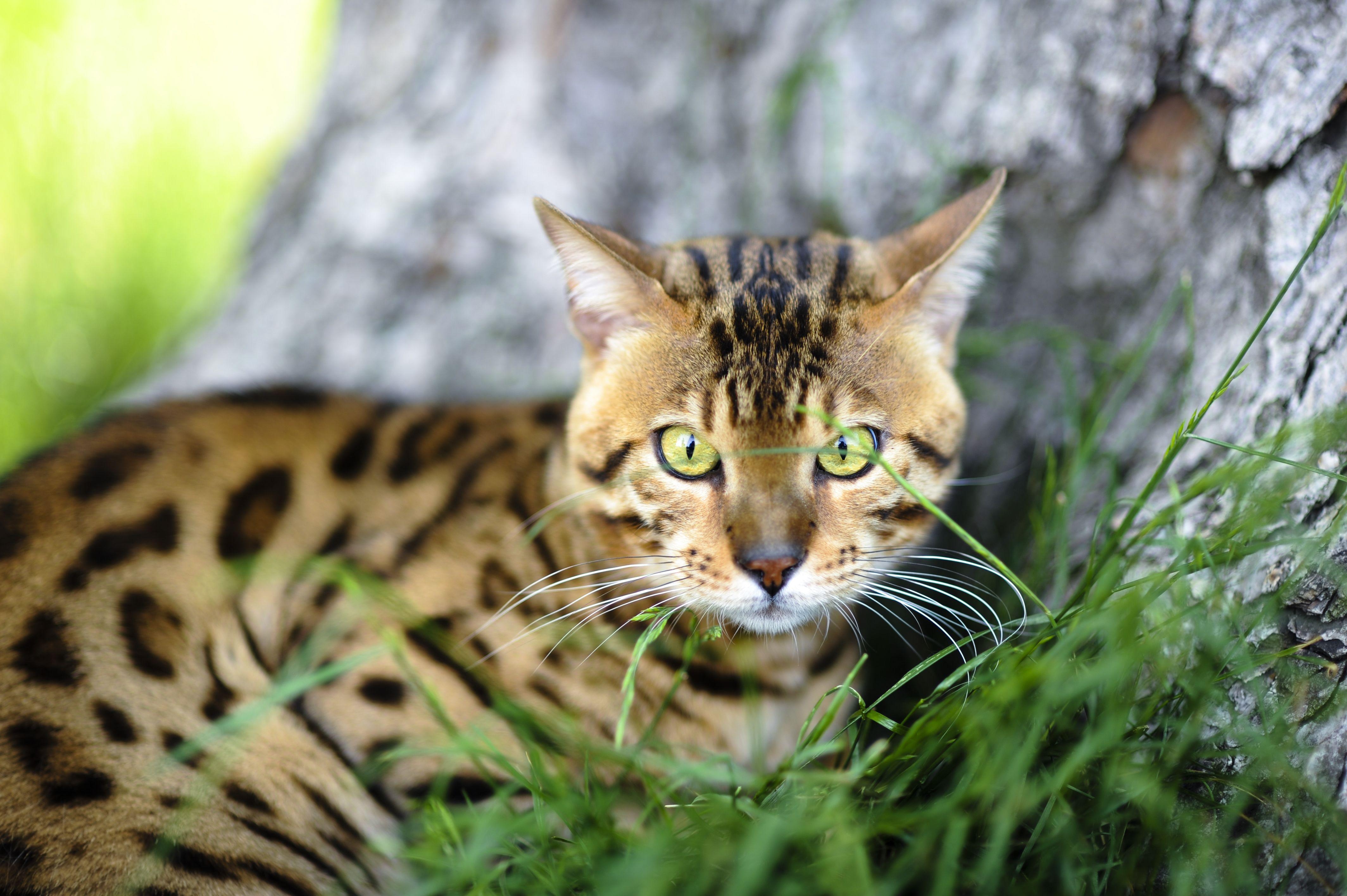 4260x2840 Bengal cat near a tree wallpaper and image, Desktop