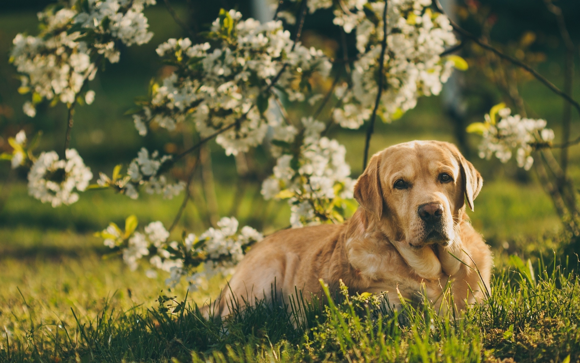 1920x1200 Download wallpaper Golden Retriever Dog, spring, labrador, dogs, Desktop