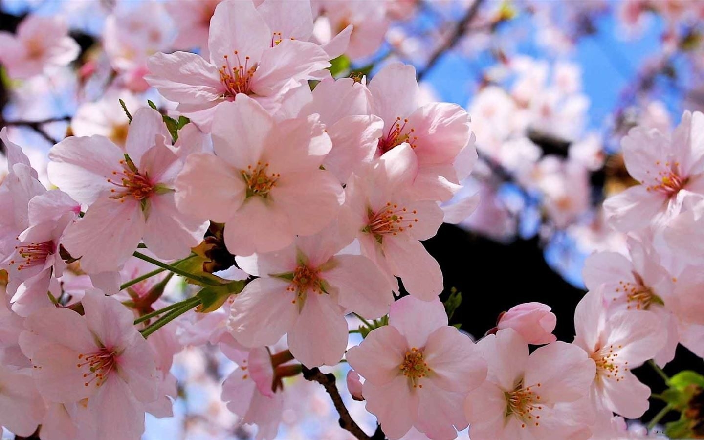 1440x900 Spring Pink Blossoms Mac Wallpaper Download, Desktop