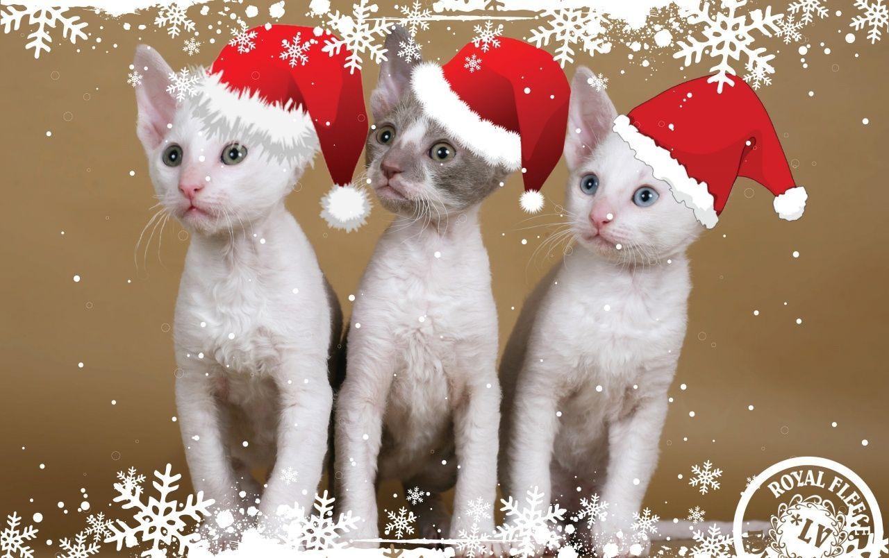 1280x810 Kitten Christmas wallpaper. Kitten Christmas, Desktop