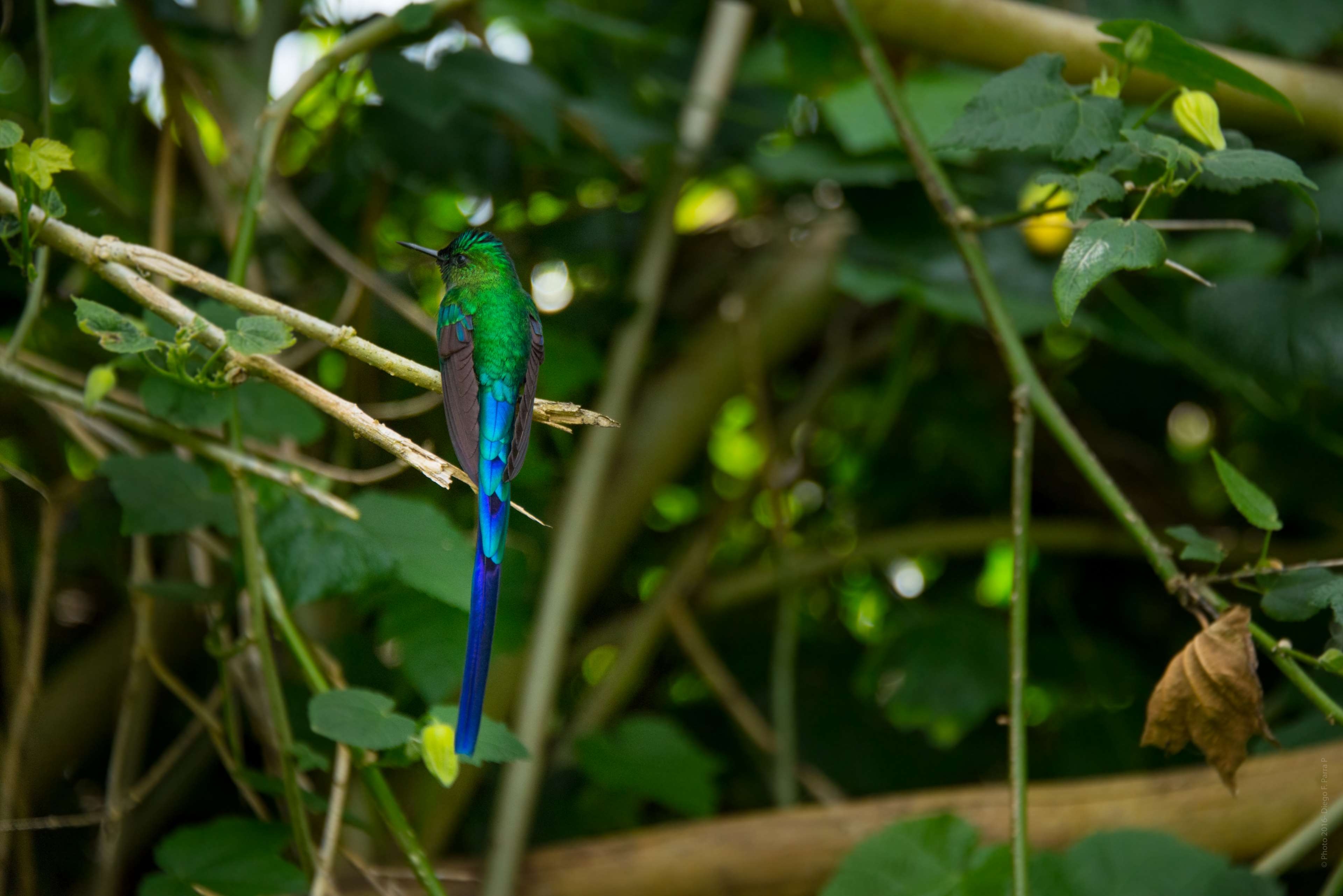 3840x2570 animal, bird, blue, blue tale, colorful, flower, flowers, Desktop