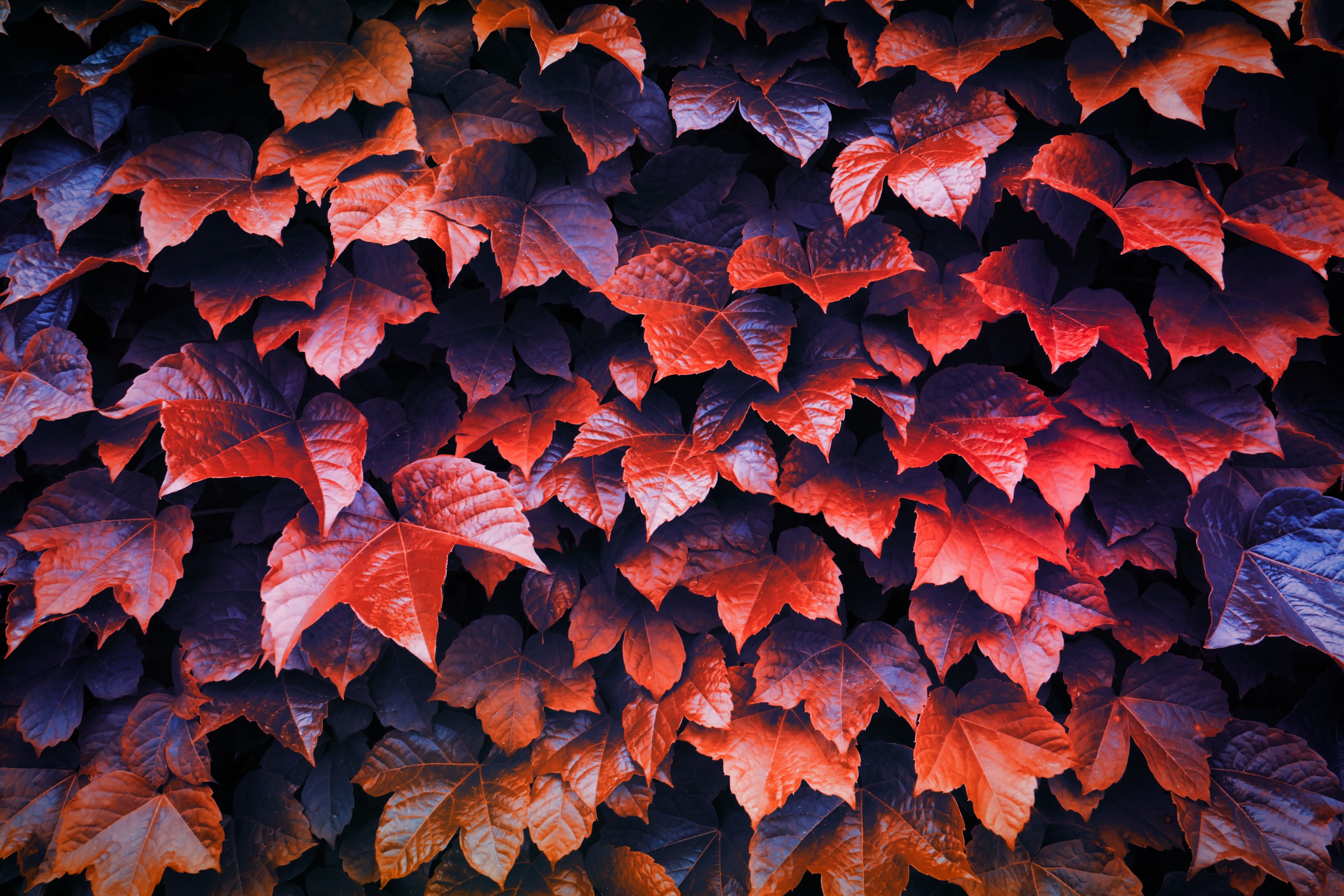 4090x2730 Autumn Leaves 4k Chromebook Pixel HD 4k Wallpaper, Image, Background, Photo and Picture, Desktop