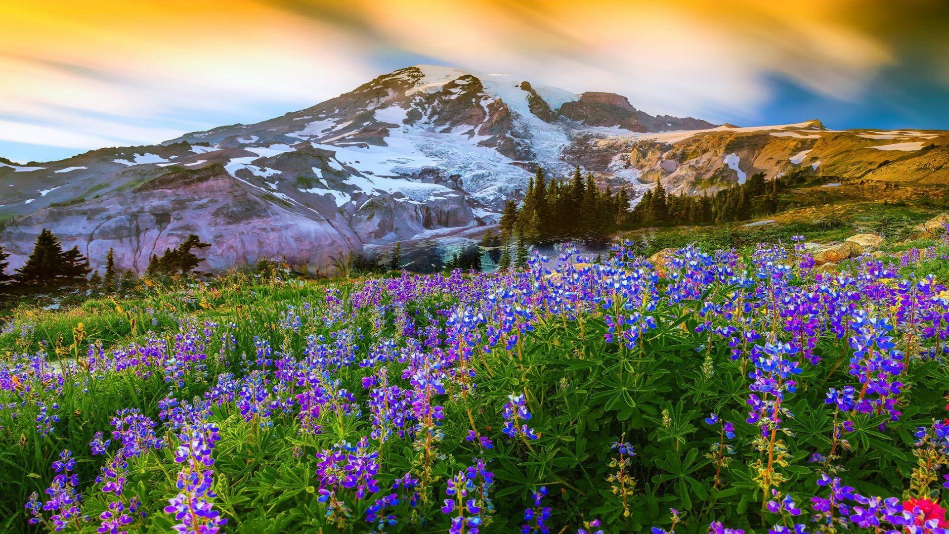 1920x1080 Beautiful Spring Landscape Nature Flowers Mountain Snow Mountain, Desktop