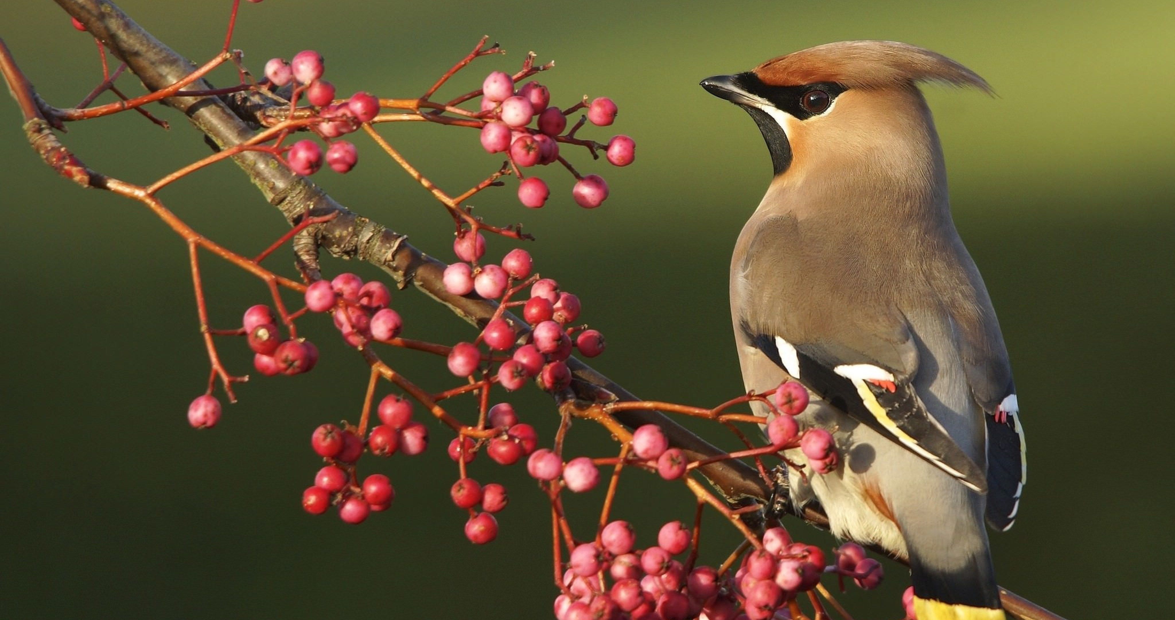 4100x2160 waxwing bird 4k ultra HD wallpaper. Bird wallpaper, Birds, Wallpaper, Desktop