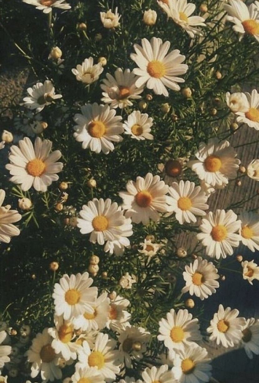 830x1230 Daisy wallpaper, Aesthetic wallpaperbr.com, Phone