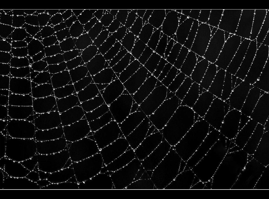 1030x760 Spider Black Wallpaper and Picture Items, Desktop