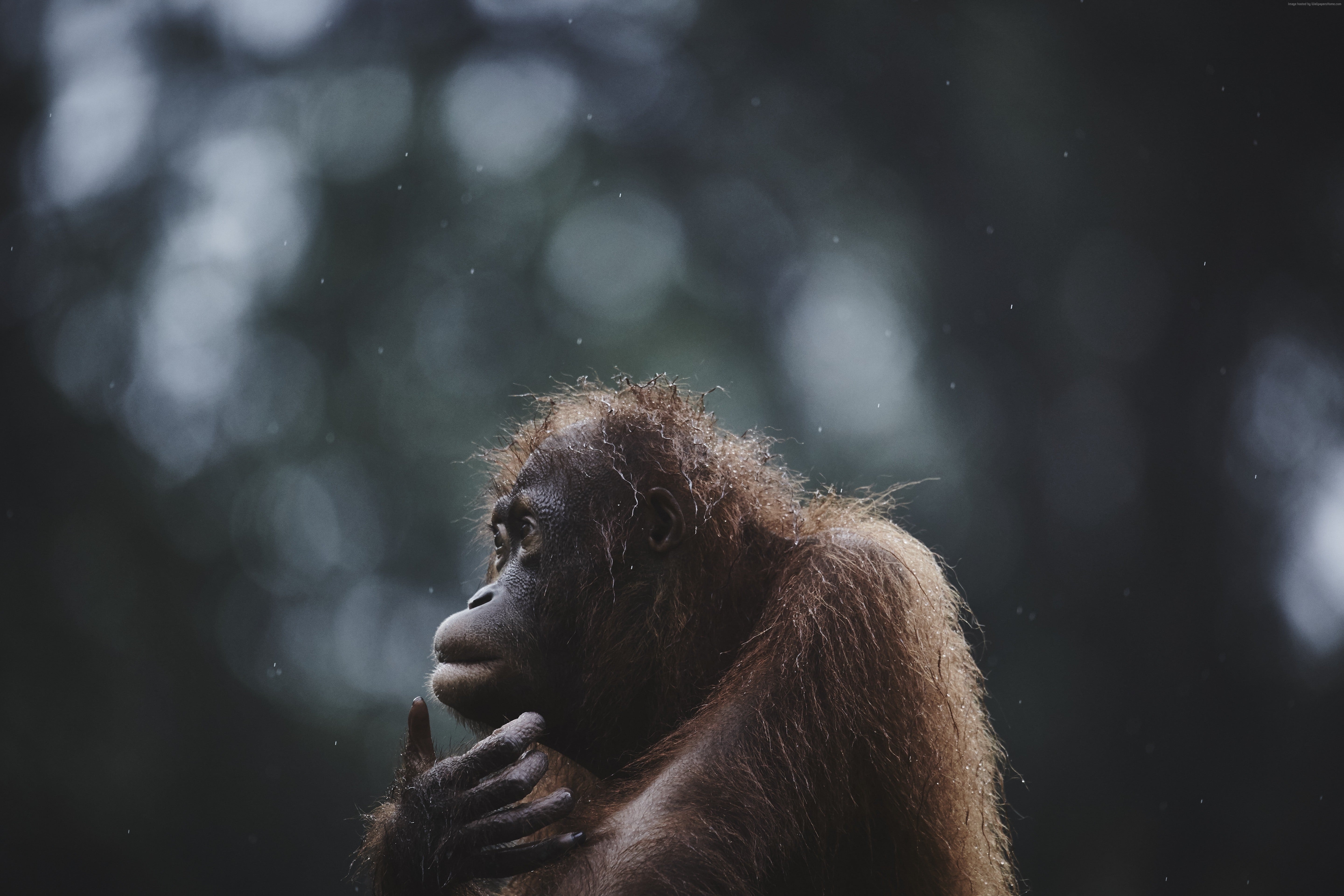 5760x3840 5k Wallpaper Orangutan Borneo Malaysia Wildlife National Geographic, Desktop