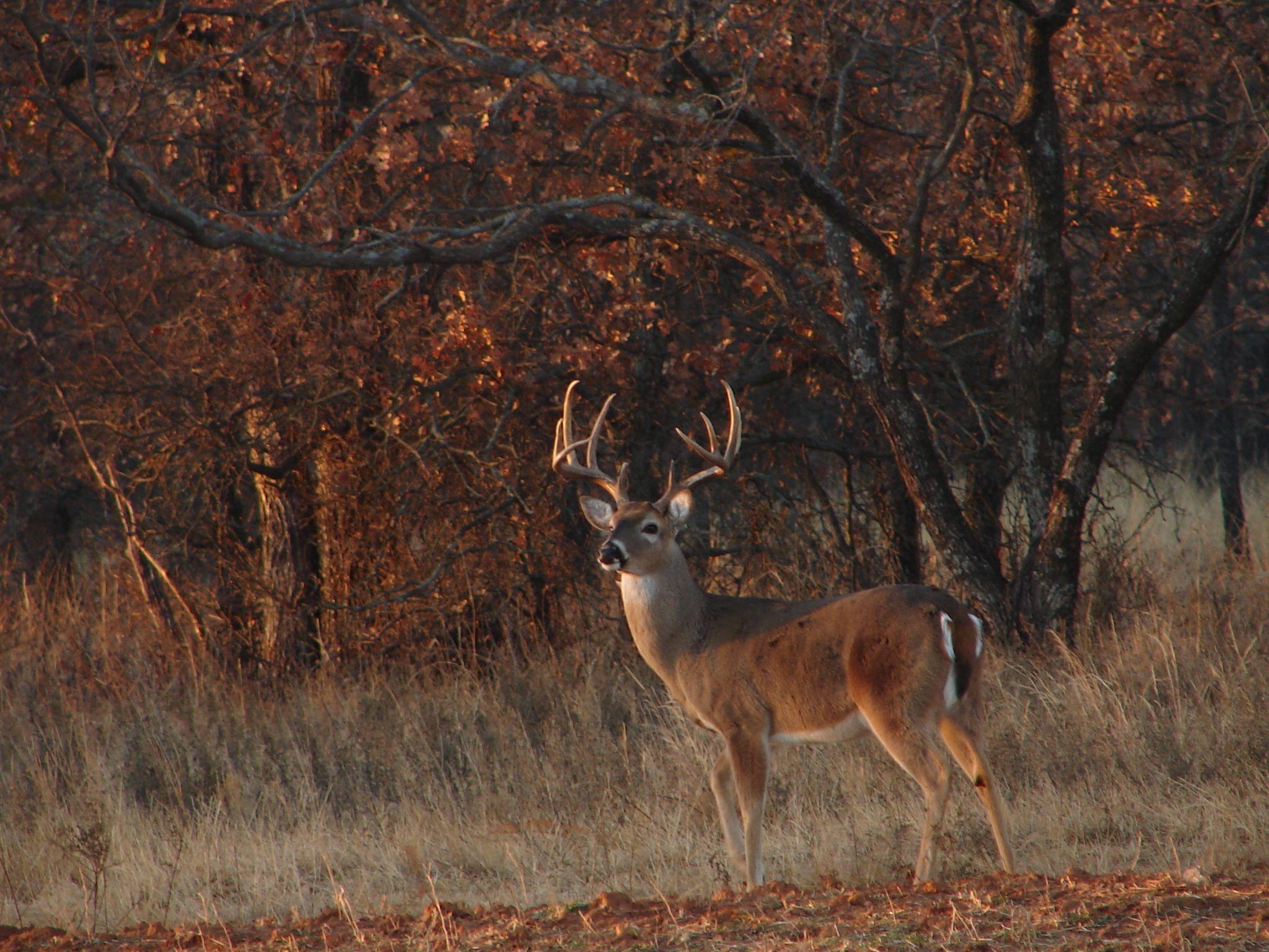 2050x1540 Deer Buck, Desktop