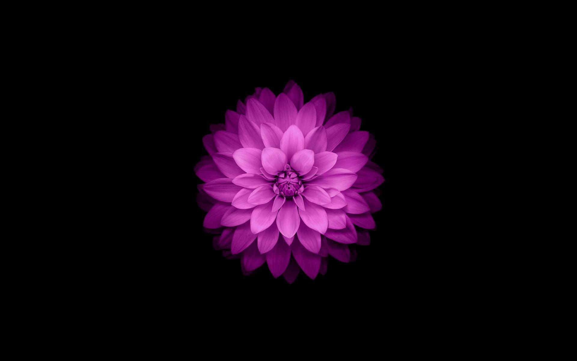 1920x1200 Dark Flower Wallpaper, Desktop