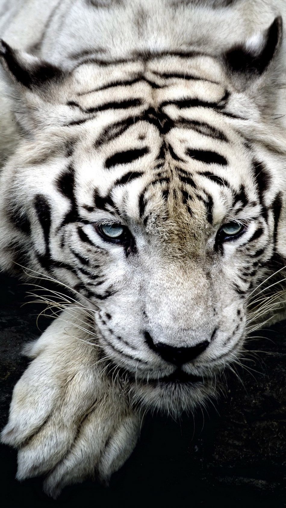 950x1690 White Tiger Phone Wallpaper Free White Tiger Phone Background, Phone