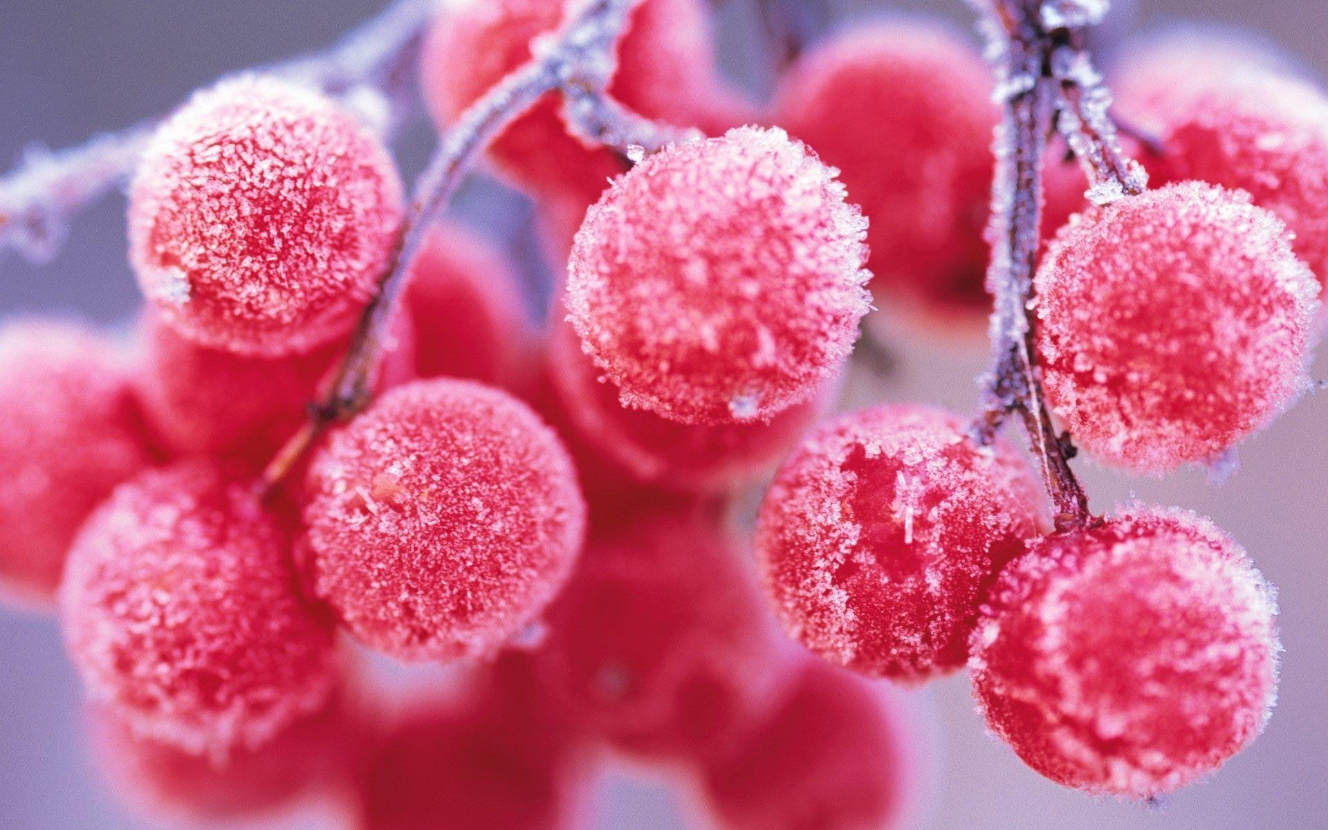 1920x1200 Frozen Red Berries Winter Nature HD Wallpaper, Desktop