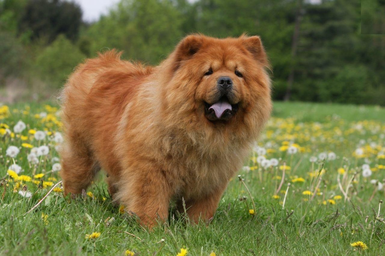 1280x860 Animals Chow Chow (Dog) Photo HD Wallpaper, Desktop