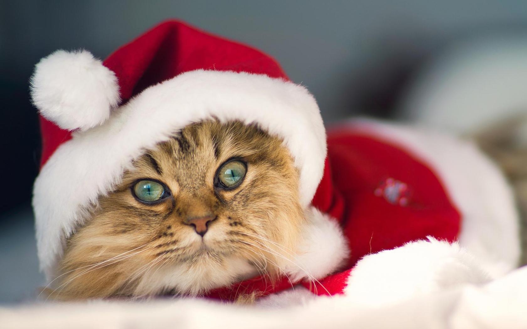 1680x1050 Cute Christmas Cat Picture, Desktop