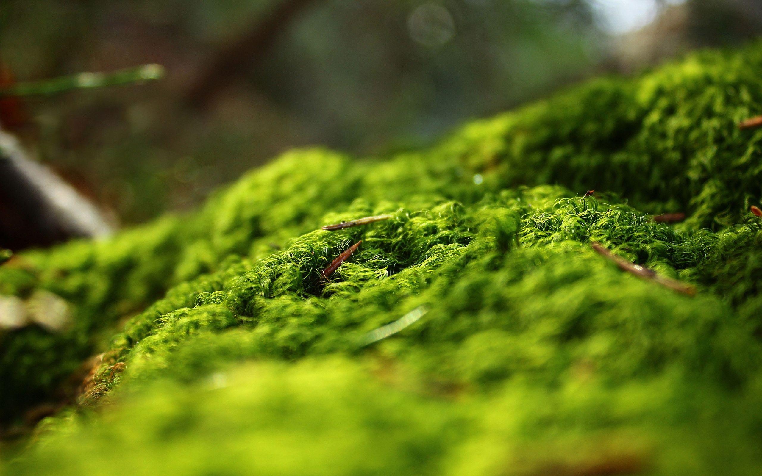 2560x1600 Moss Background 38577  px, Desktop