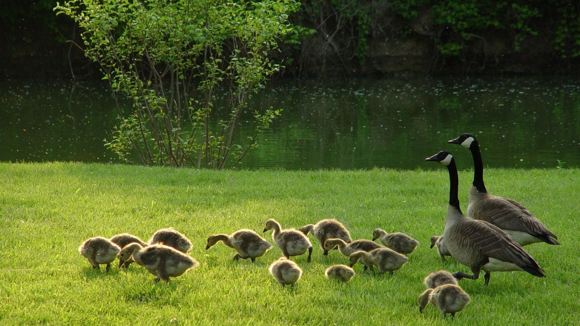 1920x1080 Angry Canadian Goose, Desktop