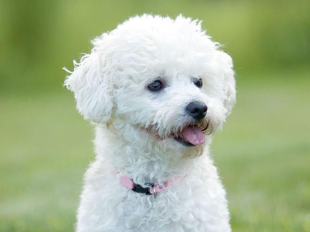 1030x770 Bichon frise white dog wallpaper, Desktop