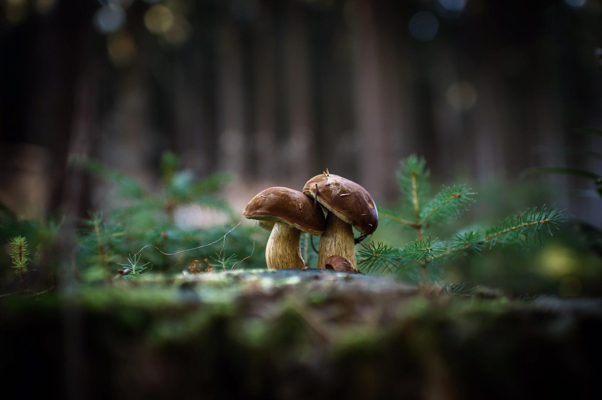 2050x1370 Mushroom wallpaper, Desktop