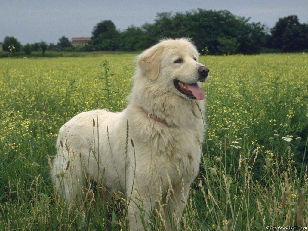 1030x770 White Dog Wallpaper, Desktop