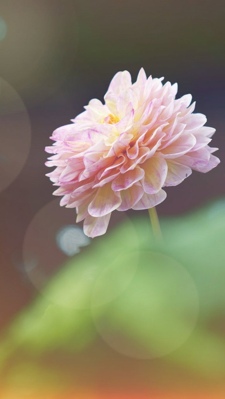 770x1370 Pink Flower iPhone 11 Wallpaper, Phone