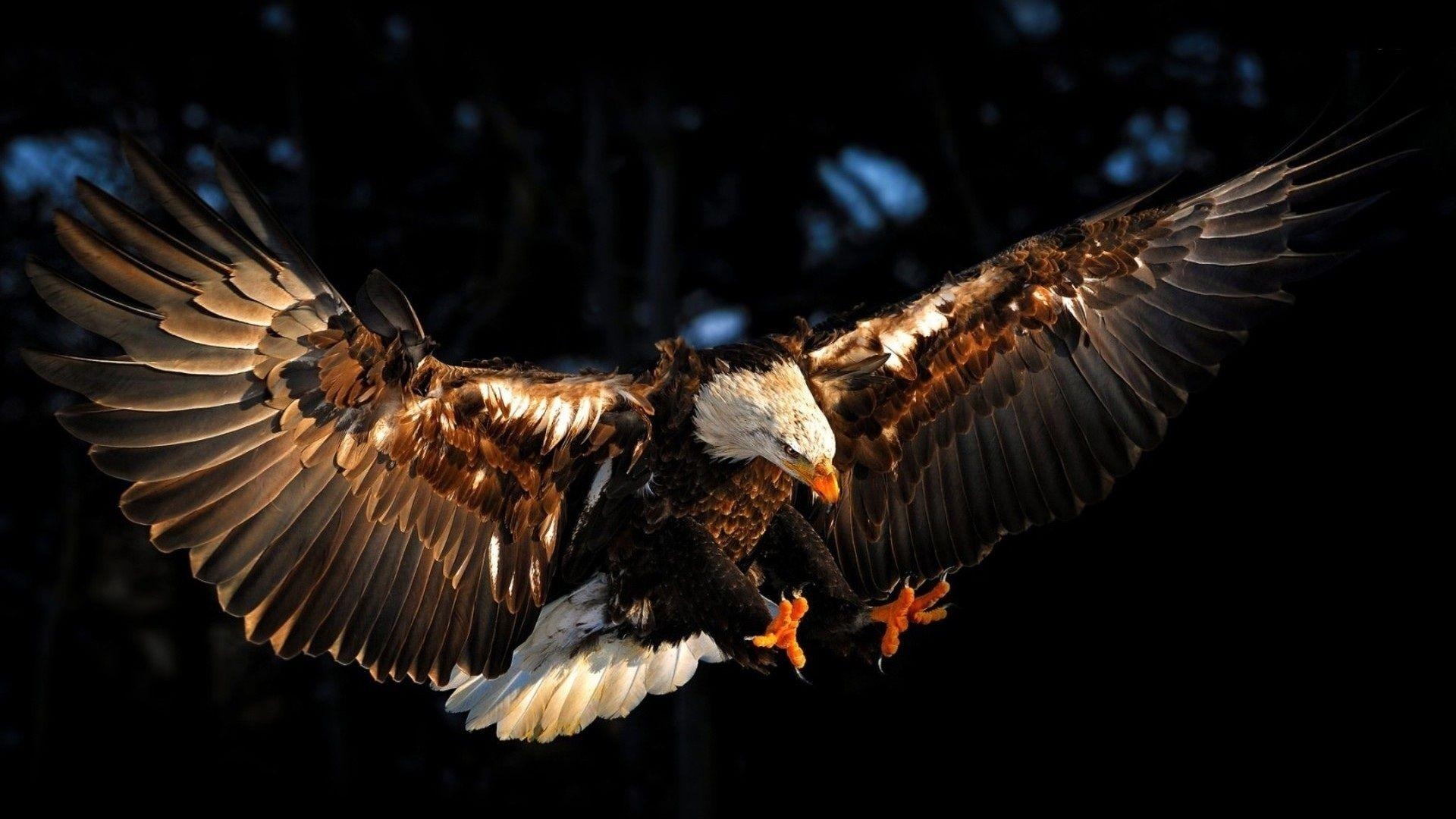 1920x1080 Bald Eagle Wallpaper HD Image, Desktop