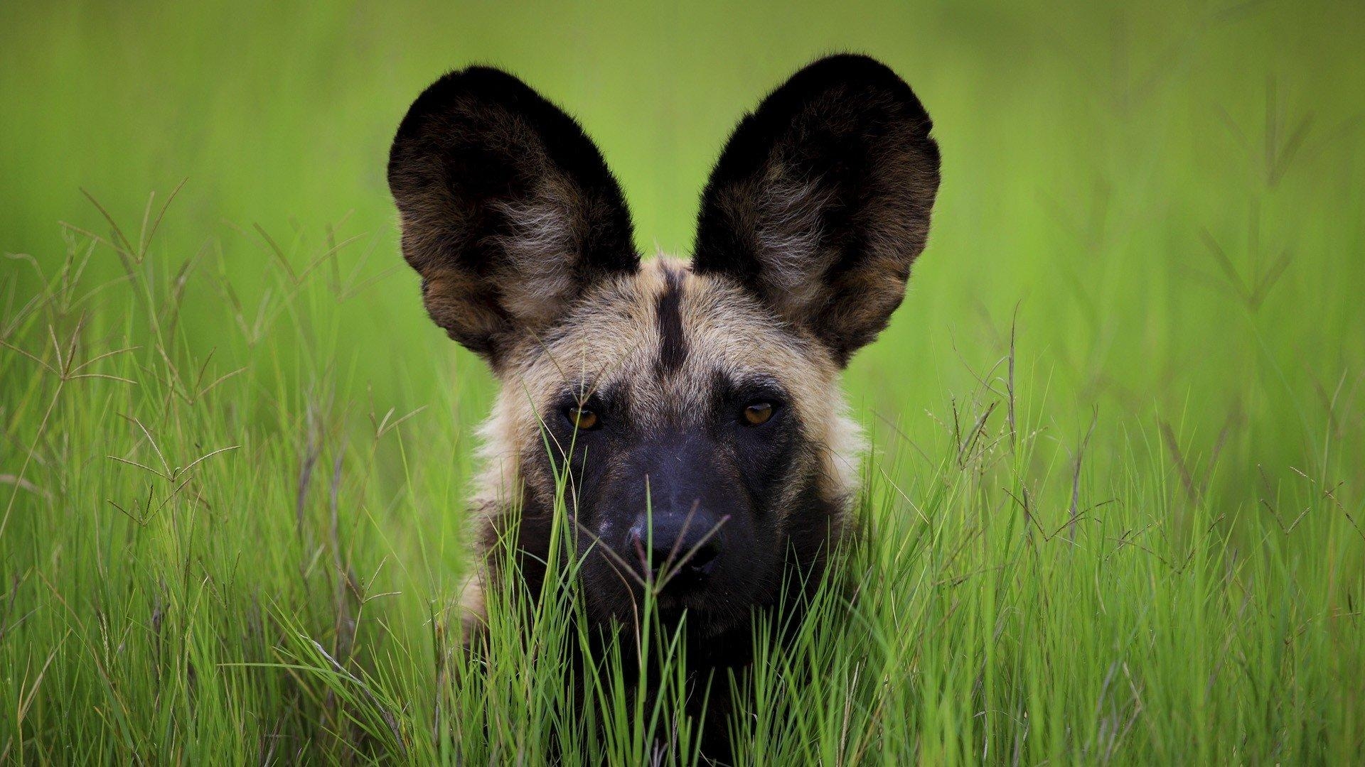 1920x1080 African wild dog HD Wallpaper, Desktop