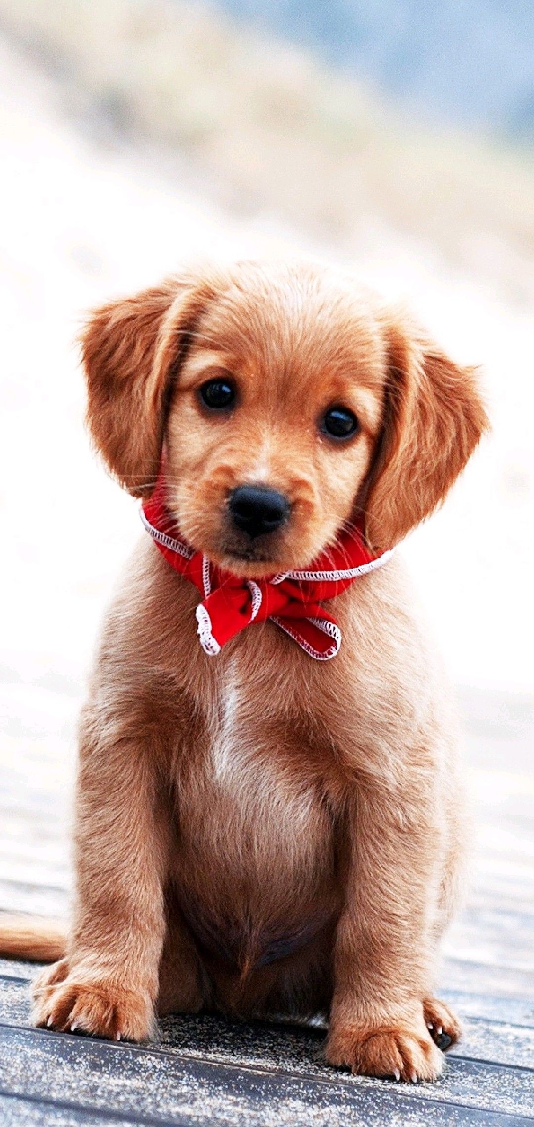 1080x2280 Best Dogs / Puppys Wallpaper ideas. dogs, puppies, cute dogs, Phone