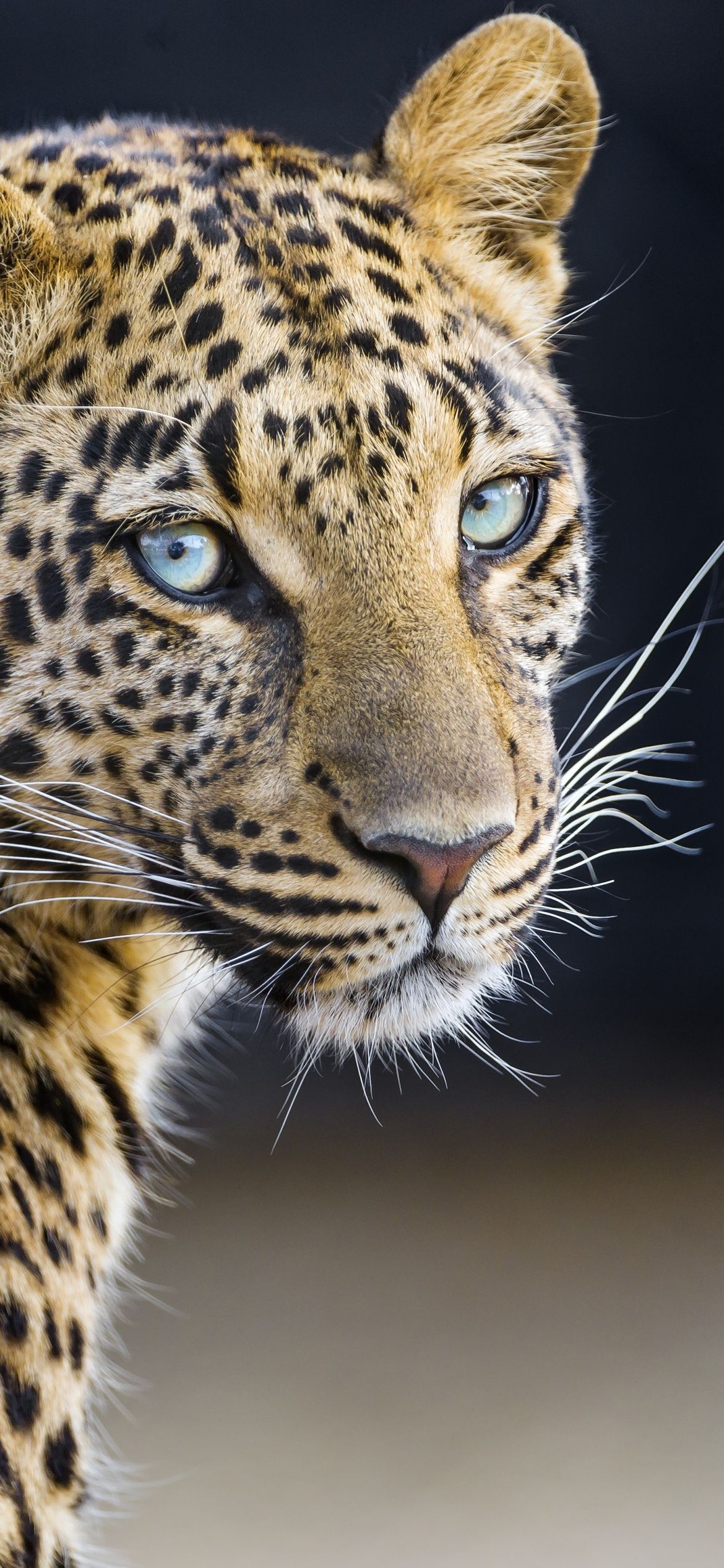 1170x2540 Leopardess 4K Wallpaper, Jaguar, Closeup, Portrait, Big cat, Wild animal, Predator, Carnivore, Animals, Phone